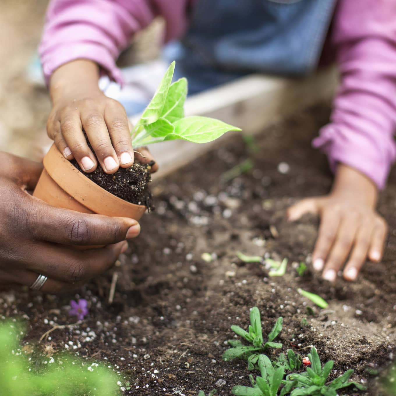 Aprender a Cultivar