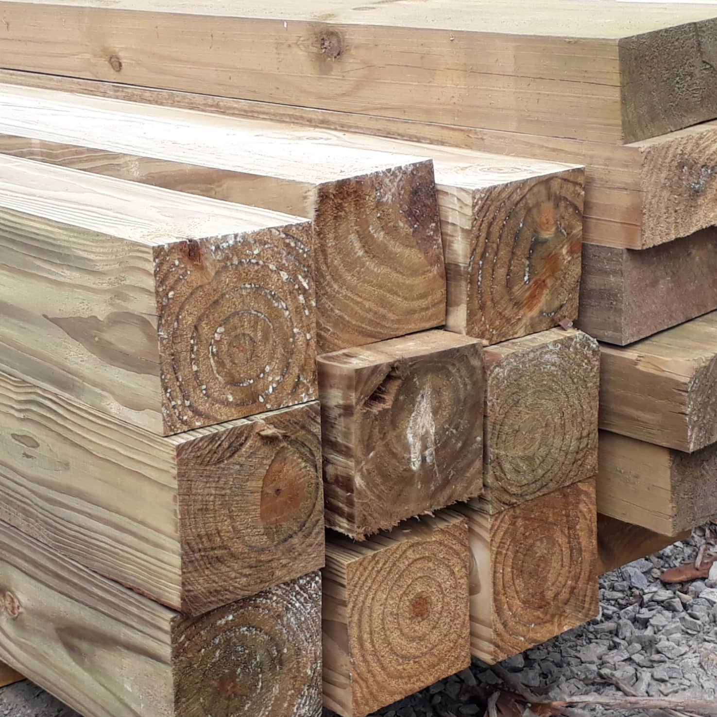 Pinus Tratado 15x15