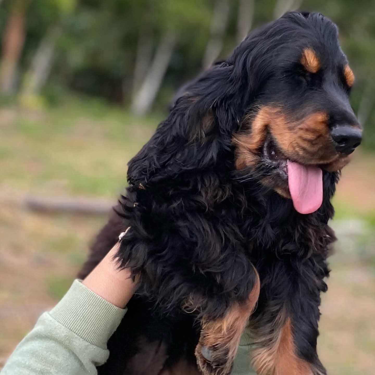 Margot — Charme e Personalidade