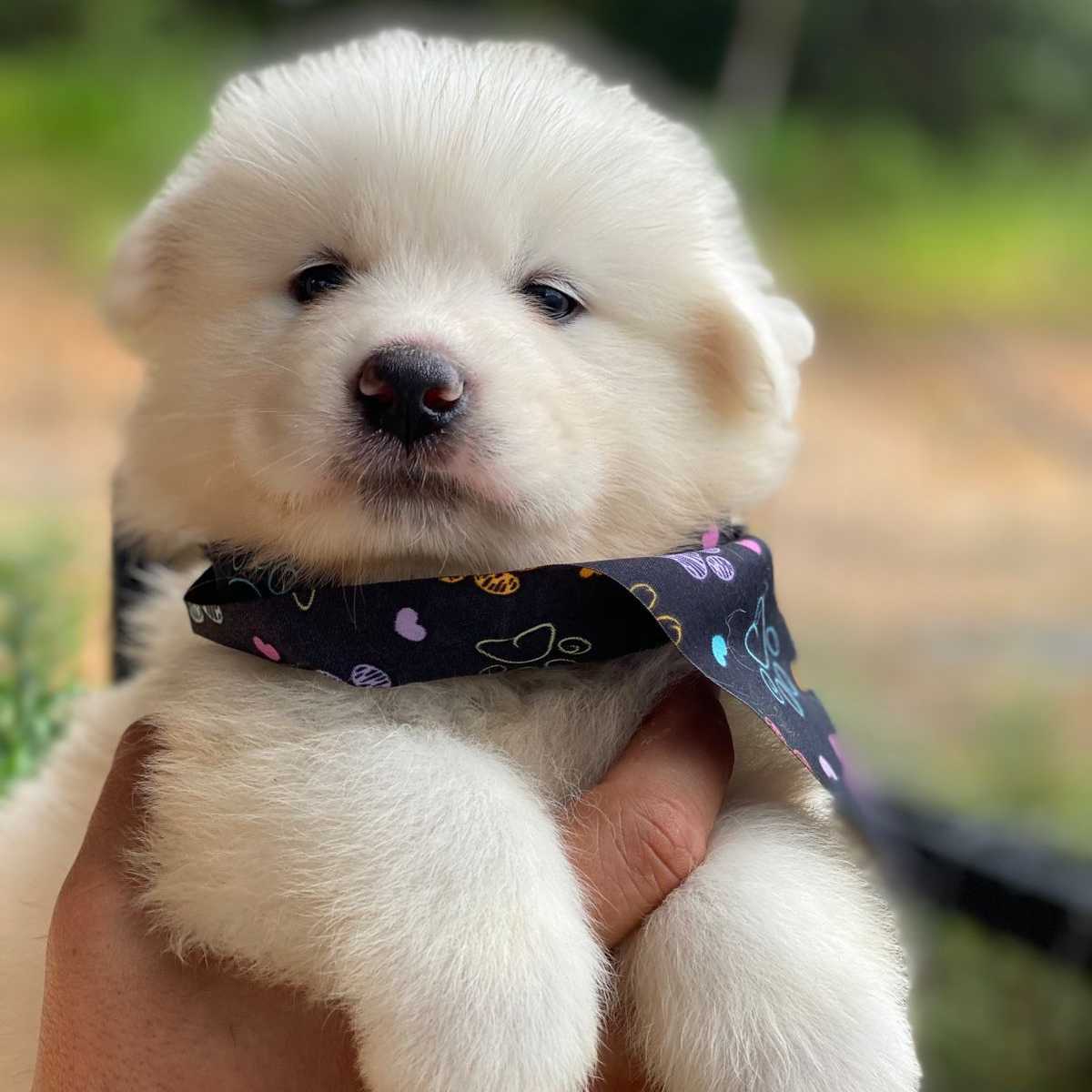 Filhotes de Samoieda